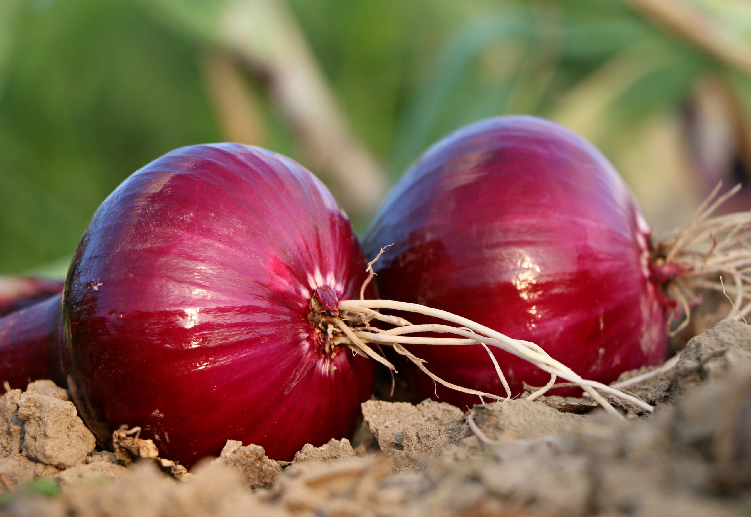 Red Onion – پیاز قرمز صادراتی ایران