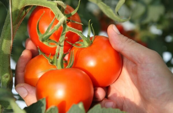 گوجه‌فرنگی صادراتی ایران با بسته‌بندی صادراتی